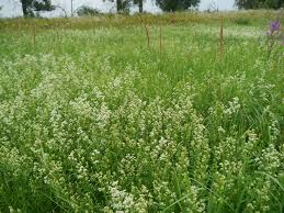 Image result for Galium ossirwaense
