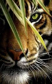 In Gallery Tiger Wallpapers Tiger Hd Wallpapers Backgrounds Animals Beautiful Animals Big Cats