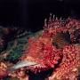 Profile Picture of Cominotto Reef | Dive Sites In Malta, Gozo and Camino (@atlantisgozo.com) on Google