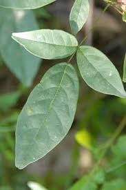 Image result for Millettia stuhlmannii