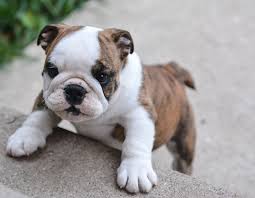 The olde english bulldogge is healthier than other bulldog breeds. Englische Bulldogge Charakter Eigenschaften Wesen