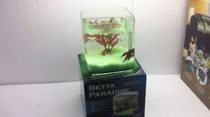 My paradise betta enjoying some of the decor of his new tank in 2020. Aquarium Prest Classica Betta Paradise 1 Youtube