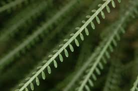 Image result for Parkinsonia aculeata