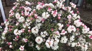 Rhododendron Yakushimanum Koichiro Wada Rhododendron Plants