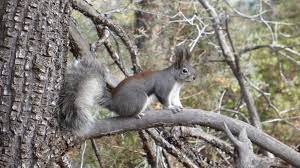 Abert S Squirrel Squirrel Animals Wildlife