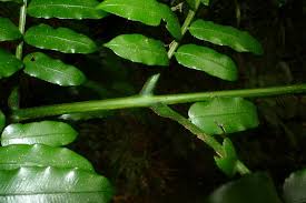 Image result for Ptisana