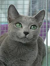 We found 16 'russian blue' adverts for you in 'cats and kittens', in the uk and ireland. Russian Blue Wikipedia