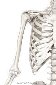 Humerus In Situ Skeleton Anatomy Anatomy Sculpture Human Bones