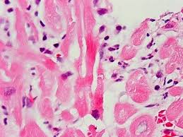You must choose either a. How To Create A Science Cell Travel Brochure