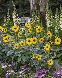 Each head contains about 20 disc florets. Helianthus Sunfinity Yellow Front Flower Beds Planting Sunflowers Annual Plants