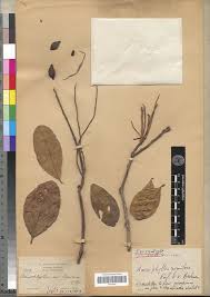 Image result for Anisophyllea boehmii