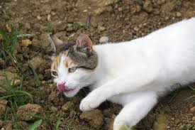 With tenor, maker of gif keyboard, add popular kitty licking animated gifs to your conversations. Cute White Kitty Is Licking Her Pink Nose 1832735 Stock Photo
