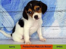 Prior to illinois being recognized as a state, it was known simply as the illinois territory, established february 3rd, 1809. Beagle Puppies Petland Aurora