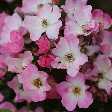 Imberhorne Lane Nursery Shrub Roses