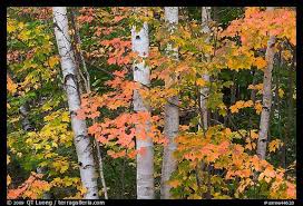 Birch Trees In Fall Picture Photo White Birch Trees And Maple Leaves In The Fall Baxter State Park Maine Usa White Birch Trees Fall Pictures Birch Tree