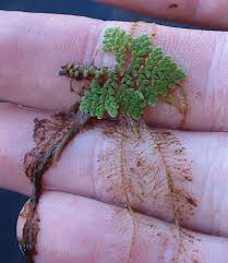 Image result for Azolla pinnata