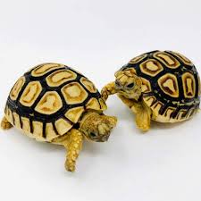 baby leopard tortoise care sheet diet lifespan habitat