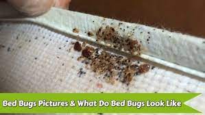 However, you may justify the price if you own a commercial cleaning company or belong to a housing cooperative. After Bed Bug Treatment What Happens After Using Pesticides Or Heat