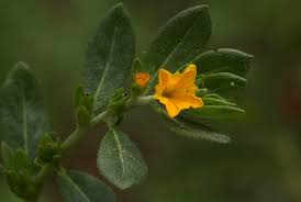 Image result for Euploca katangensis