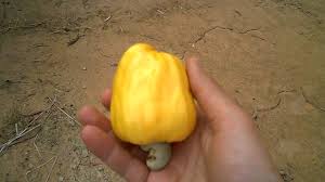 The cashew tree (anacardium occidentale) is a tropical evergreen tree that produces the cashew seed and the cashew apple pseudofruit. Cashew Trees Cashew Fruit And Cashew Nut Growing In Cambodia Youtube