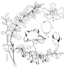 Image result for Gymnosporia matoboensis