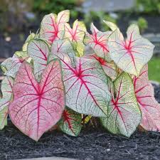 Some Caladiums Will Grow In Sun As Well As Shade Caladium White Queen Is Known For Its Good Sun Tolerance Plants With Colorful Leaves Plants Caladium