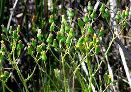 Image result for Senecio sp.no.1