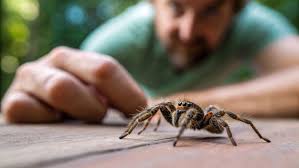 Image result for Tarantula Bite