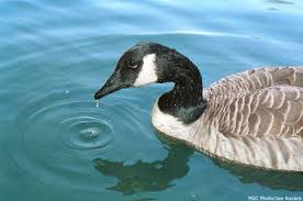 Black And White Birds In Pa Pennsylvania Bird Band Recoveries 2 638 Bird Bands Bird Bird Pictures
