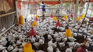 Sebagai lauk yang diminati orang, permintaan daging ayam broiler pun sangat untuk memulai bisnis peternakan ayam broiler, sebenarnya sangatlah sederhana. Kementan Jaga Stabilisasi Harga Ayam Potong Bisnis Liputan6 Com