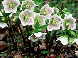 Helleborus Orientalis White Spotted Hybrids Fuchsia Michiels Planten Tuin