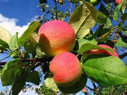 Some are trees, but many develop into thickets and may have thorns. The Best Apple Trees To Grow In Mississippi Ehow Com Dwarf Fruit Trees Fruit Trees Growing Fruit Trees