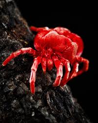 Image result for Otiophora