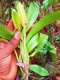 Image result for Bulbophyllum intertextum