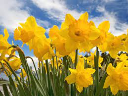 Daffodils Also In Planters Daffodils Daffodil Flower Bulb Flowers
