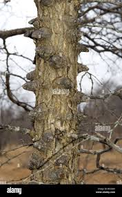 Image result for Acacia nigrescens