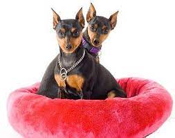 Typically, the adoption is finalized the day after the home visit and meet and greet. Buying Or Adopting A Miniature Pinscher