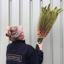 Trust uk leading artificial flowers specialists decoflora. Independent Wholesale Flowers And Plants Hampshire Dutch Masters