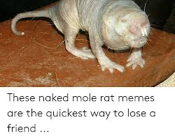 These Naked Mole Rat Memes Are The Quickest Way To Lose A Friend Meme On Me Me