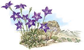 Lower leaves usually opposite, obovate to elliptic: Act Floral Emblems Australian Plant Information