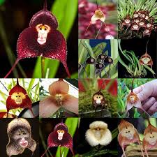 Monkey-like orchids
