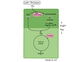 c3 c4 and cam plants article khan academy