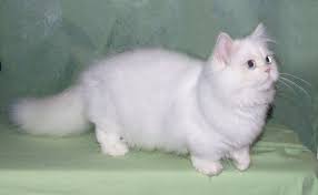 These animals don't take solitude very well, so they'll require your company when you're home. The Munchkin Cat Persian Mix The Napoleon Or Minuet Munchkin Cat Guide