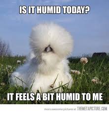 Bird With Crazy Hair Meme Is It Humid Funny Animal Pictures The Meta Picture Beauty Memes
