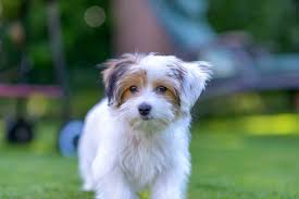 Maybe you would like to learn more about one of these? Cavanese Cavalier King Charles Spaniel Havanese Mix Info Pics Doggie Designer