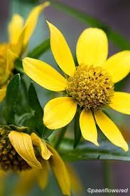 Image result for Bidens flagellata