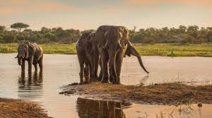 Secrets Of Male Elephant Society Revealed In The Wild Bbc News In 2020 Male Elephant Elephants Playing Animal Stories