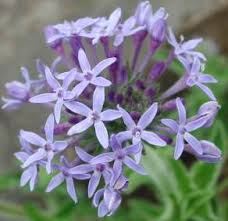 Image result for Pentanisia