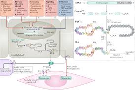 Une future maman pourra se sentir belle aussi bien dans une robe de grossesse habillée que dans une jolie robe pour future maman plus casual. Endothelins In Cardiovascular Biology And Therapeutics Nature Reviews Cardiology