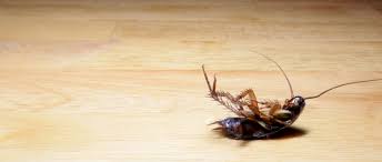 Dec 21, 2018 · most texans are surprised to hear that there are about 30 different cockroach species in our state alone, and that the type of roach infesting your home can inform how you can try to get rid of them—and what you might do to prevent future infestations. Home Pest Control Experts Give Tips On Getting Rid Of Texas Roaches